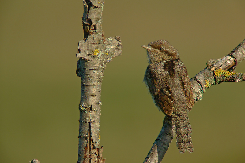 Torcicollo Juv in Digiscoping